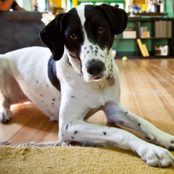 DogWatch of Middle Tennessee, Murfreesboro, TN | Indoor Pet Boundaries Contact Us Image