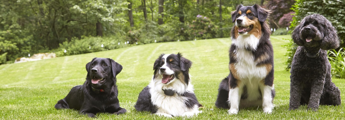DogWatch of Middle Tennessee, Murfreesboro, TN | Support Footer Image Image