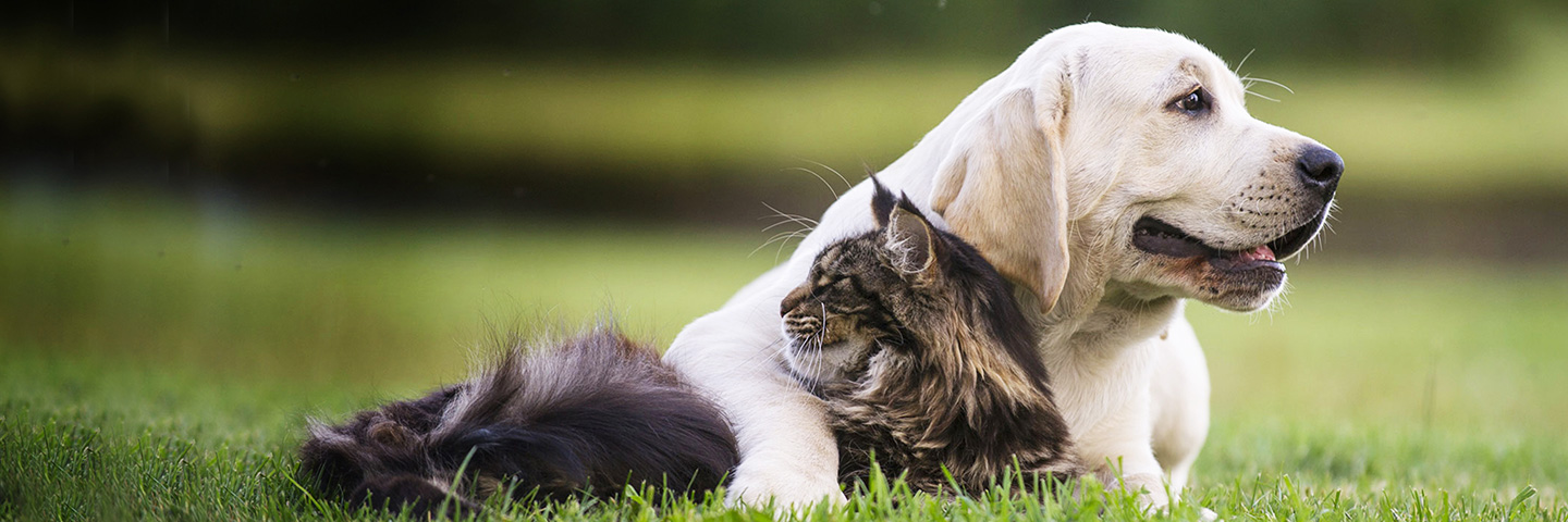 DogWatch of Middle Tennessee, Bradyville, TN | Cat Fences Slider Image